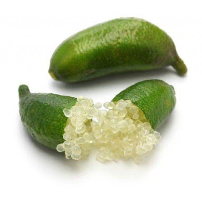 Árbol cítrico caviar (microcitrus australasica)
