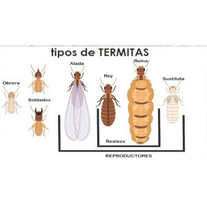 Tipos de termitas