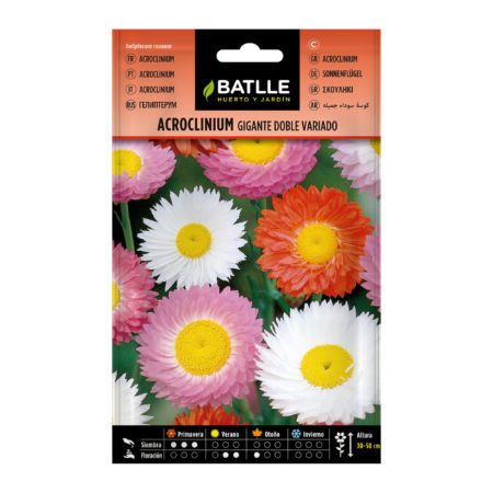 Semillas Acroclinium Gigante Doble Variado