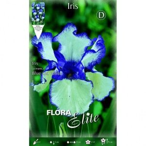 Bulbos de Iris germánica azul y blanca