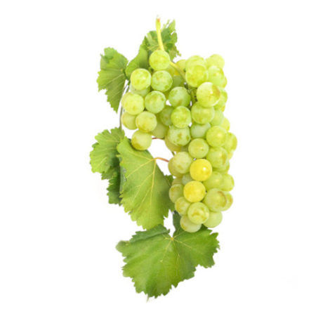 Parra de uva moscatel Alejandria