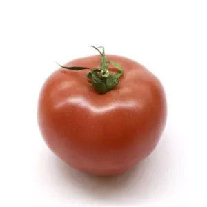 Plantel Tomate