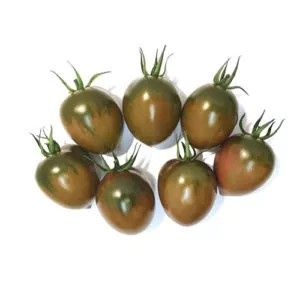 Plantel tomate injertado cherry pereta negro