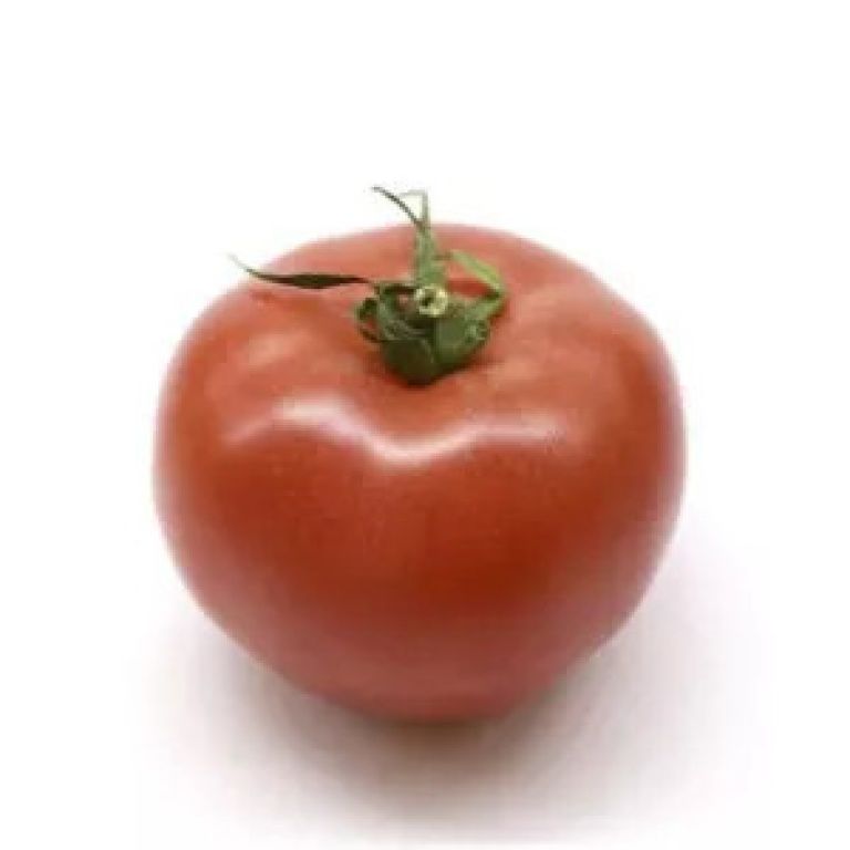 Plantel de tomate injertado ensalada gordo
