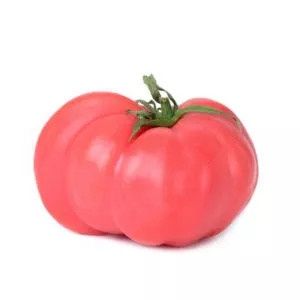 Plantel tomate injertado rosa