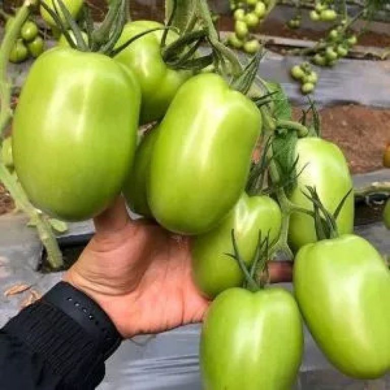 Tomate pera bestial injertado