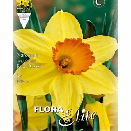 Bulbos Narciso Large Cupped Red Devon Elite