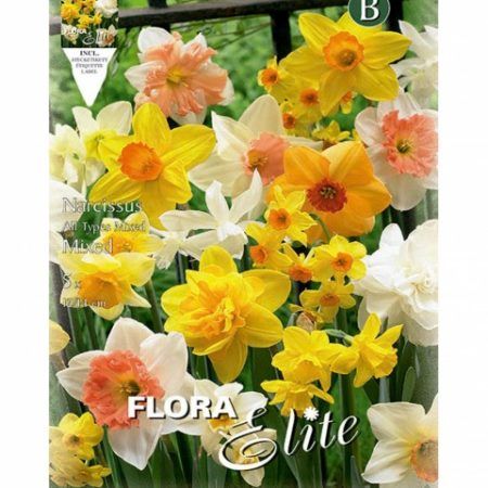 Bulbos Narciso All Types Mixed Elite