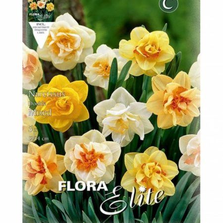 Bulbos Narciso Doble Mixed Elite