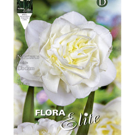 Bulbos Narciso Doble Obdam Elite