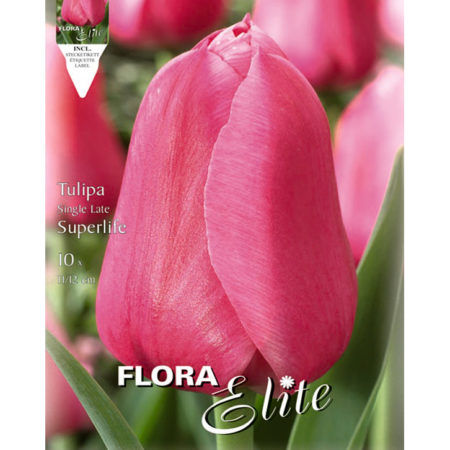Bulbos Tulipán Single Superlife Elite
