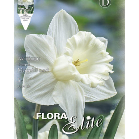 Bulbos Narciso Trumpet Mount Hood Elite