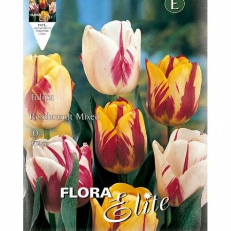 Bulbos Tulipán Mixed Rembrandt Elite