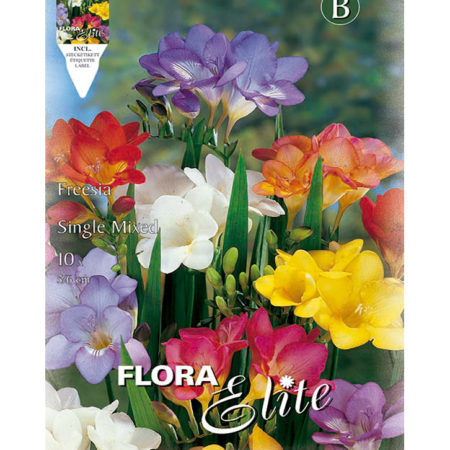 Bulbos Fresia Simple Mixed Elite