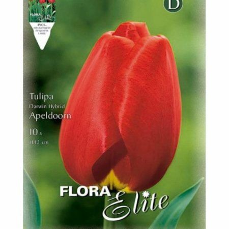 Bulbos Tulipán Darwin Apeldoorn Elite