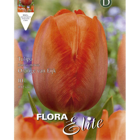 Bulbos Tulipan Darwin Orange Van Eijk Elite