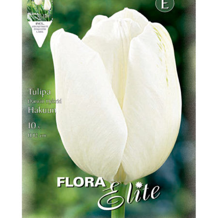 Bulbos Tulipán Darwin Hybrid Hakkun Elite