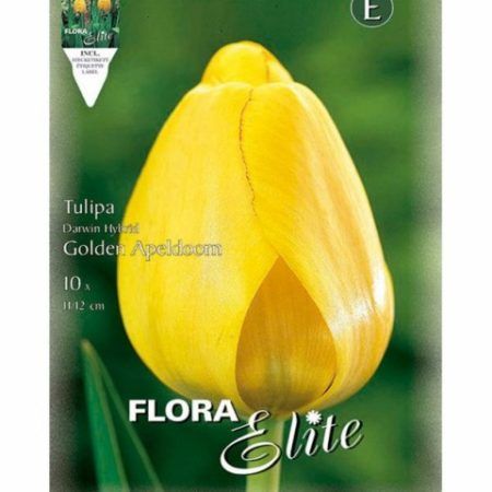 Bulbos Tulipan Darwin Golden Apeldoorn Elite
