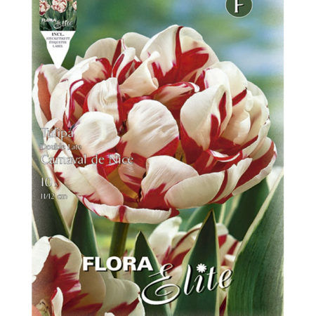 Bulbos Tulipán Doble Carnaval De Nice Elite