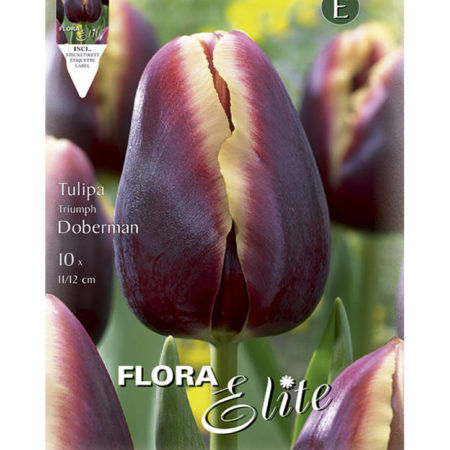 Bulbos Tulipán T Doberman Elite