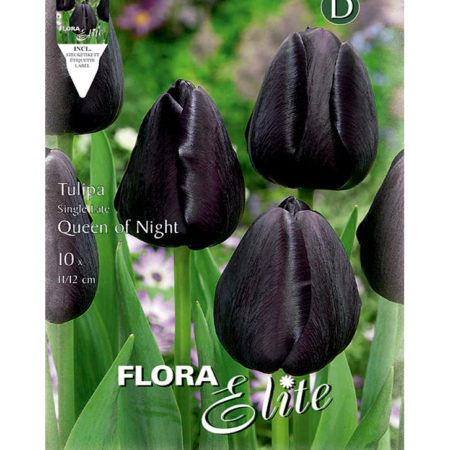 Bulbos Tulipan Single Queen Of Night Elite