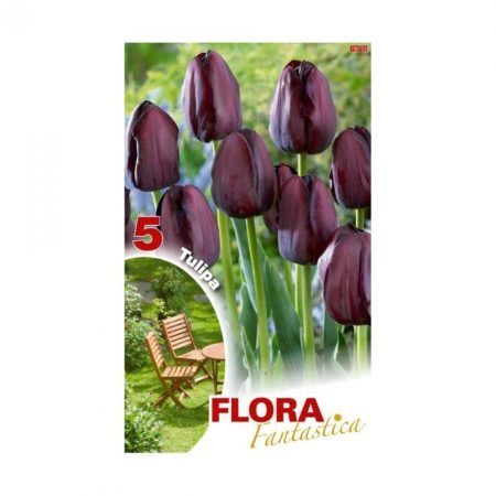 Bulbos Tulipan Negro Flora Fantastica Elite