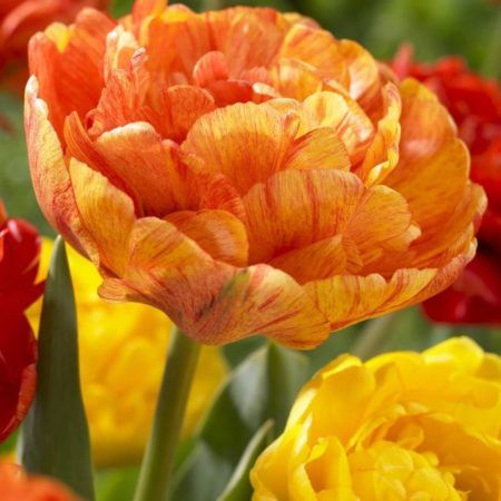 Bulbos Tulipán Doble Sunlover Elite