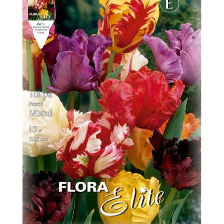 Bulbos Tulipan Mixed Parrot Elite