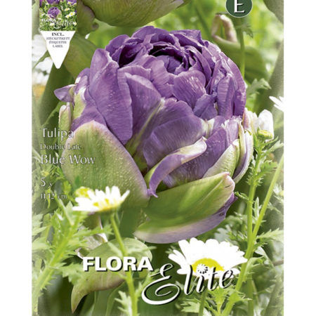Bulbos Tulipán Doble Blue Wow Elite