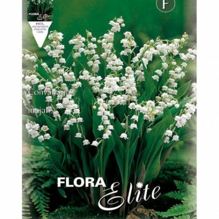 Convallaria Muguet