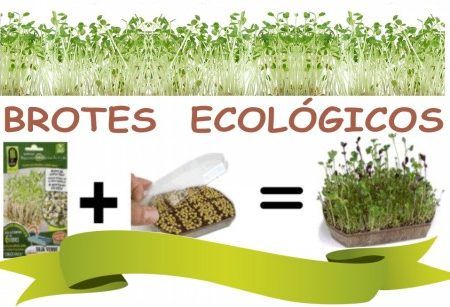Brotes Ecologicos Col Lobarda+Invernadero