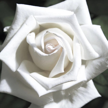 Rosal Pau Casals