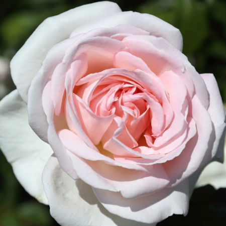 Rosal Andre Le Notre