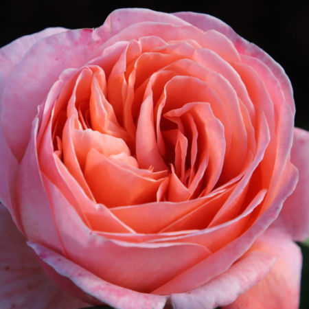 Rosal Mademoiselle Meilland