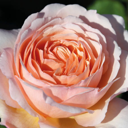 Rosal Princesse Charlene de Monaco