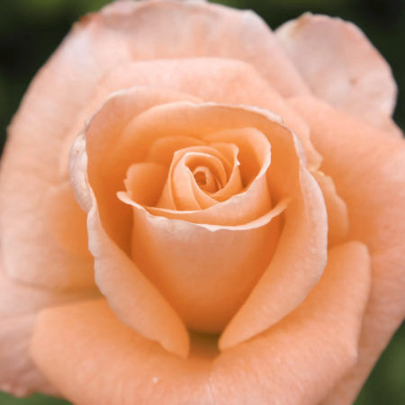 Rosal Sonia Meilland