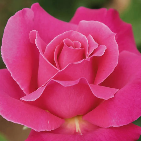 Rosal Caprice de Meilland