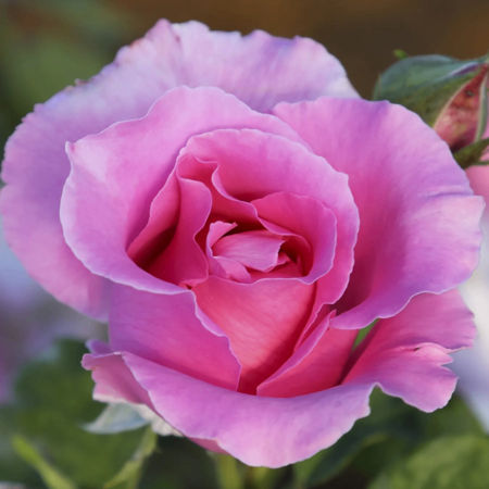 Rosal The Mc Cartney Rose