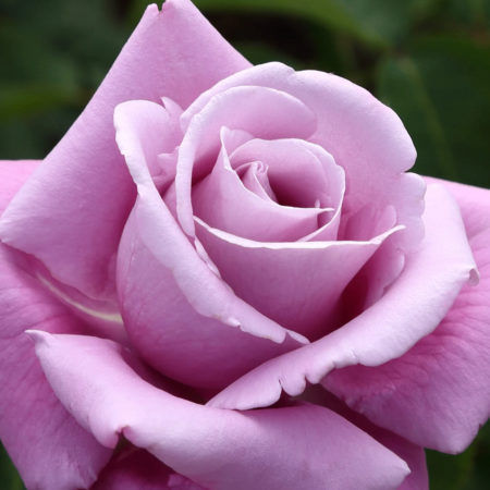 Rosal Charles de Gaulle