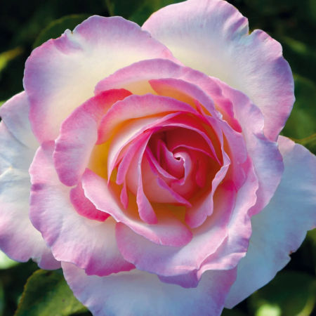 Rosal Princesse de Monaco
