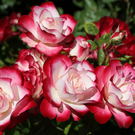 Rosal Jubile Du Prince De Monaco