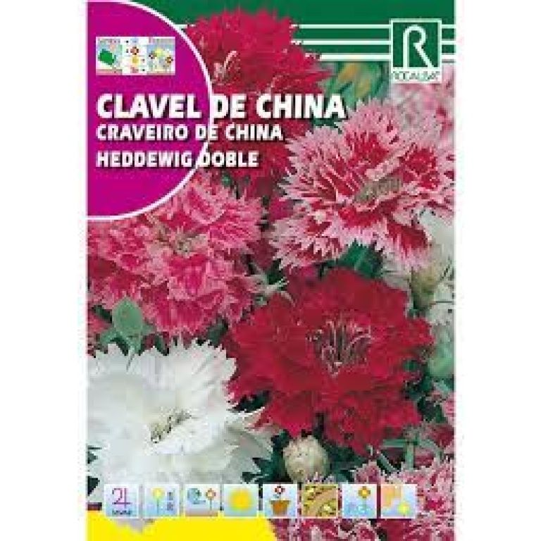 Semillas Clavel De China Rocalba
