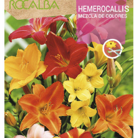 Bulbos Hemerocalis Mezcla de Colores Rocalba