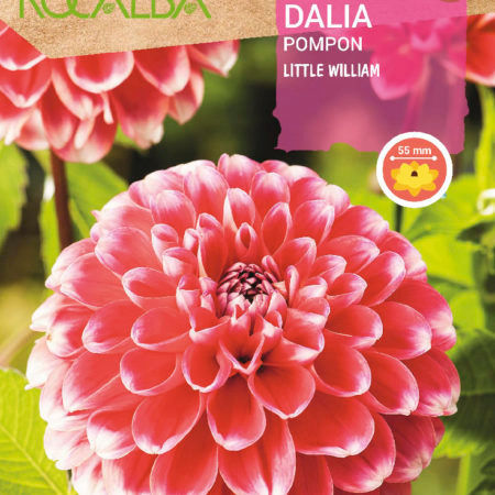 Bulbos Pom Pom Little William Rocalba