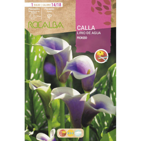Bulbos Calla Lirio de Agua Picasso Rocalba