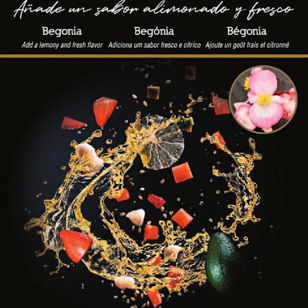 Semillas Flores Comestibles Begonia Flower Gourmet