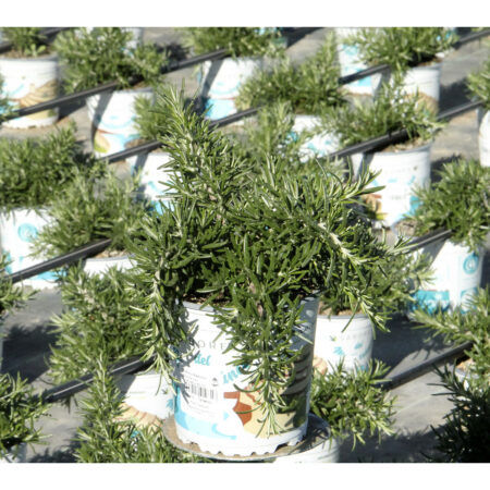 ROMERO RASTRERO M-13