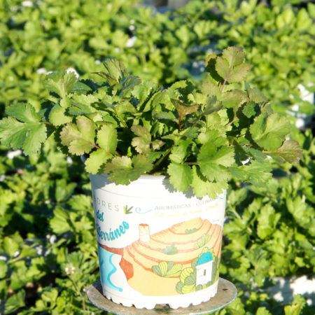 Planta Cilantro M-13