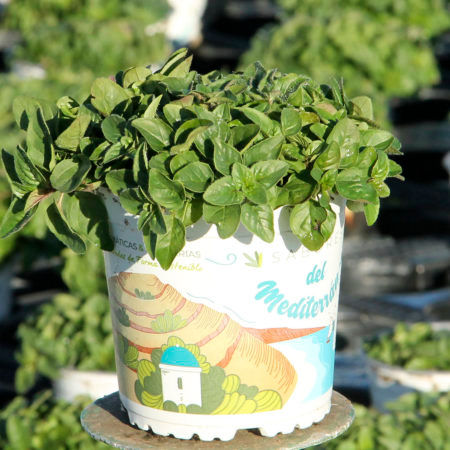 Oregano