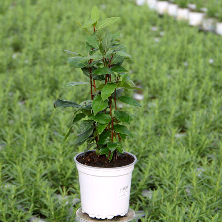 Planta Laurel (Laurus Nobilis)